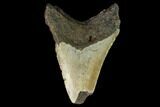 Bargain, Fossil Megalodon Tooth - North Carolina #124776-1